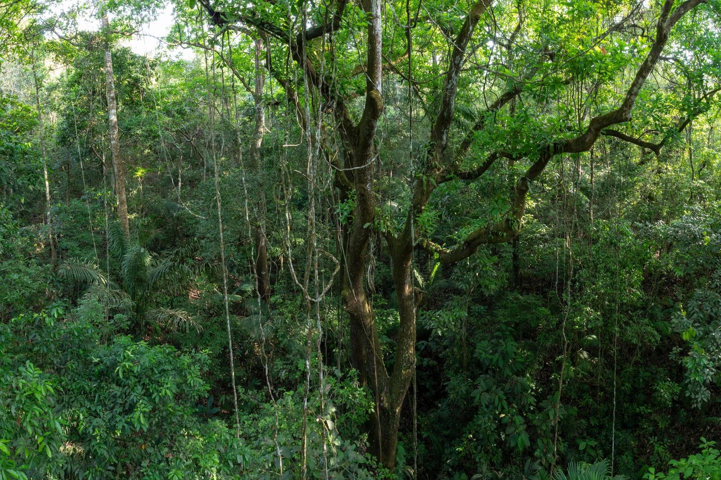 landscape in Pipeline road., Panama, secondary forest Nachwuchstalente: Ein 30 Meter hoher Espavébaum, den Lianen umranken: Der Regenwald entlang Panamas Pipeline Road wirkt wie unberührte Natur, ist aber erst 70 Jahre alt. Junger tropischer Sekundärwald ist eine hervorragende CO2-Senke – und muss nicht von Menschenhand gepflanzt werden