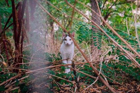 Streunende Katze