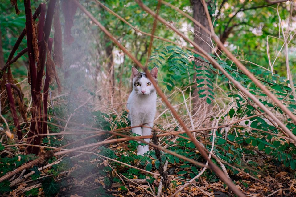 Streunende Katze