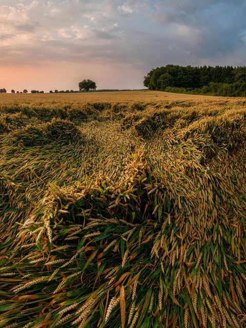 Weizen ist in Verruf geraten. Doch nicht jeder Mensch reagiert empfindlich 