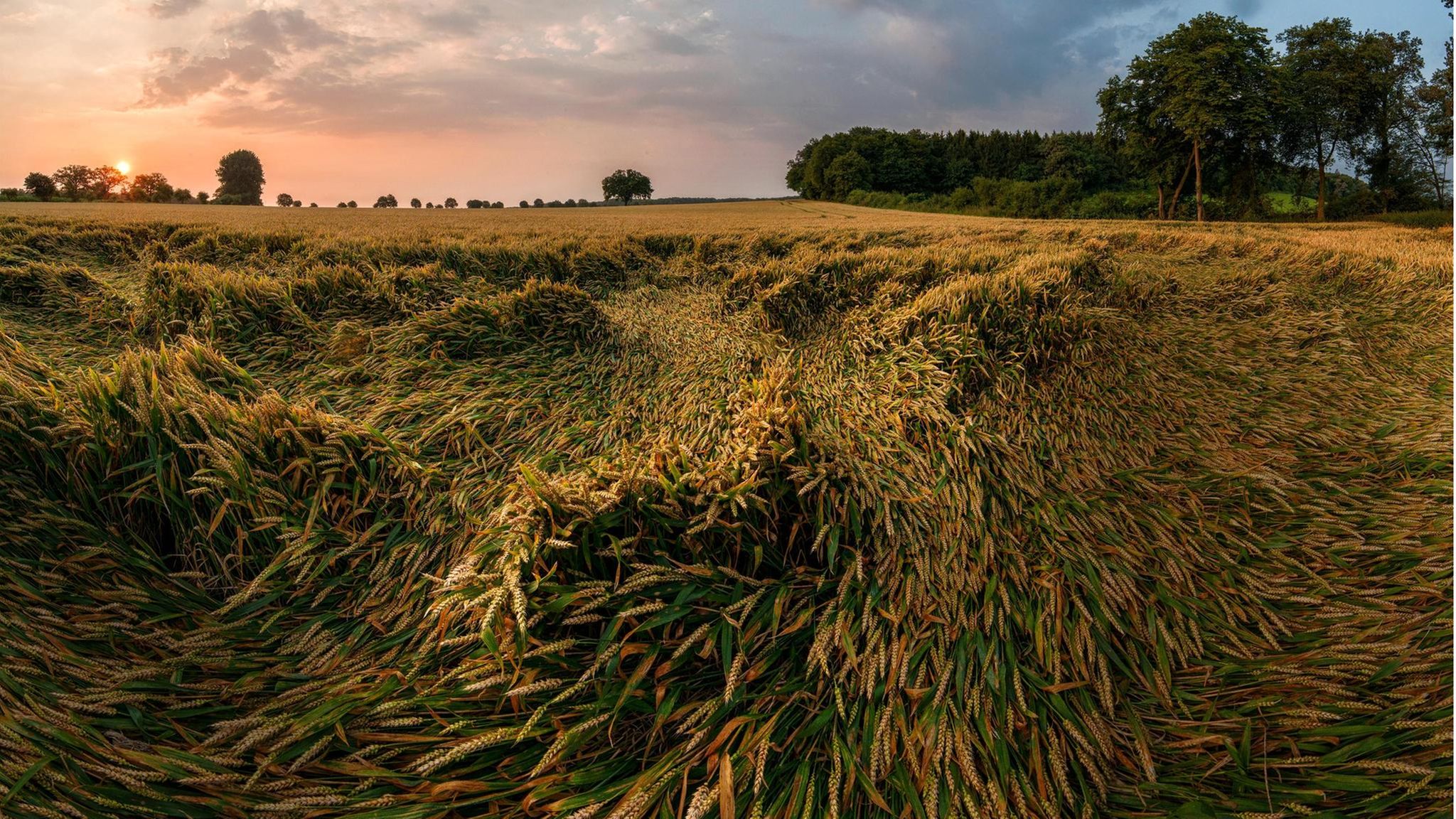Weizenfeld: bei Laer, Kreis Steinfurt, Nordrhein-Westfalen, Deutschland, Europa, 27.07.2012: Teile eines fast reifen Weizenfeldes haben sich flach gelegt. Martin Franz / VISUM Weizen ist in Verruf geraten. Doch nicht jeder Mensch reagiert empfindlich
