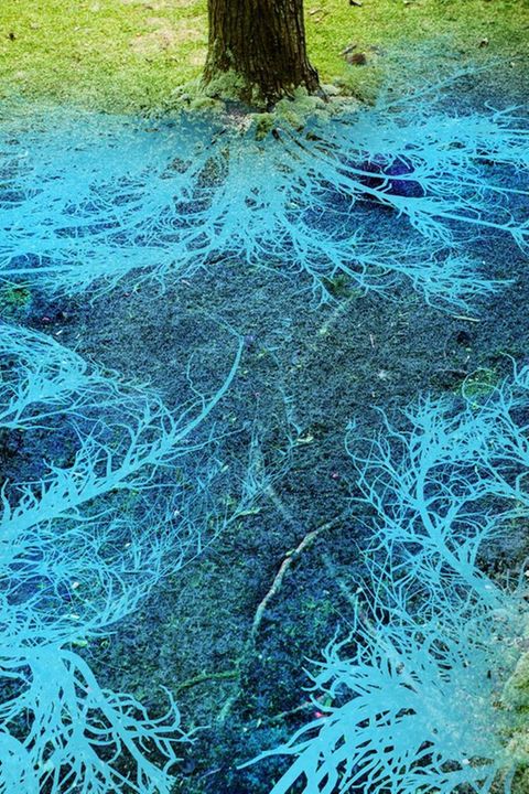 Seit Jahrmillionen stehen Bäume in engem Kontakt mit Pilzen: Deren hauchfeine Fäden umschlingen die Wurzeln der Pflanzen, dringen zum Teil in sie ein und leiten so Flüssigkeit und Nährsalze an die Gewächse weiter. Im Tausch erhalten die Pilze lebenswichtigen Zucker, den sie selber nicht herstellen können. Offenbar leiten die Bäume über das Pilzgeflecht zudem Warnsignale – etwa über einen Schädlingsangriff – an andere Pflanzen weiter.