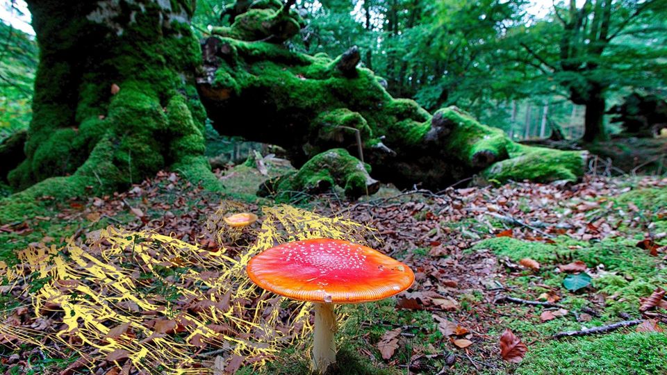 Seit Jahrmillionen stehen Bäume in engem Kontakt mit Pilzen: Deren hauchfeine Fäden umschlingen die Wurzeln der Pflanzen, dringen zum Teil in sie ein und leiten so Flüssigkeit und Nährsalze an die Gewächse weiter. Im Tausch erhalten die Pilze lebenswichtigen Zucker, den sie selber nicht herstellen können. Offenbar leiten die Bäume über das Pilzgeflecht zudem Warnsignale – etwa über einen Schädlingsangriff – an andere Pflanzen weiter (Illustration)