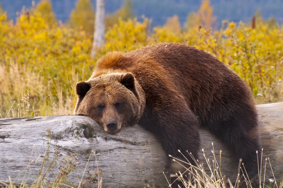 Grizzly liegt auf einem Baumstamm