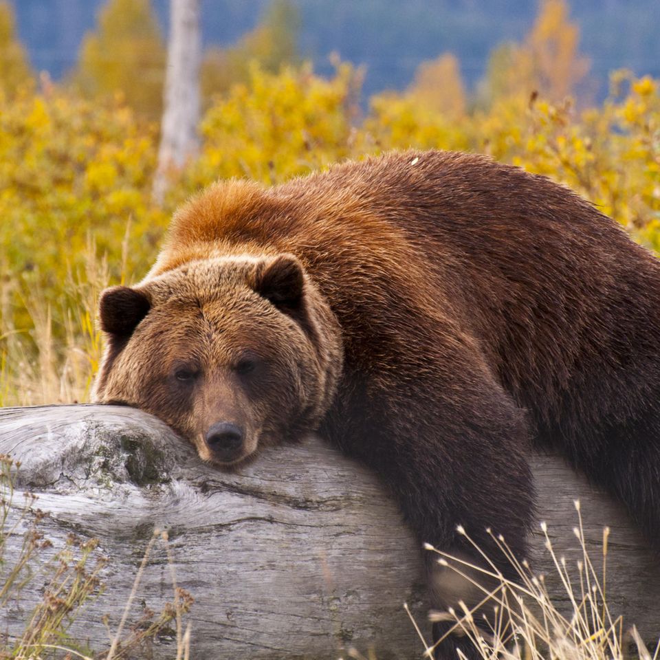 Grizzly liegt auf einem Baumstamm