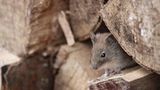 Maus