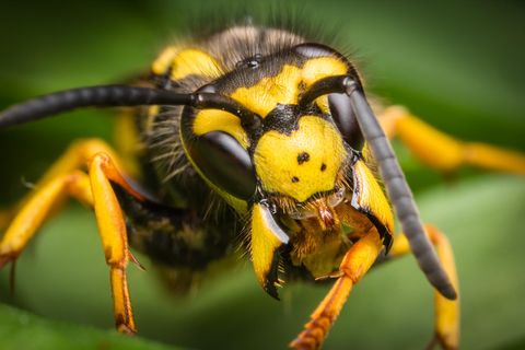 Makro-Aufnahme einer Wespe