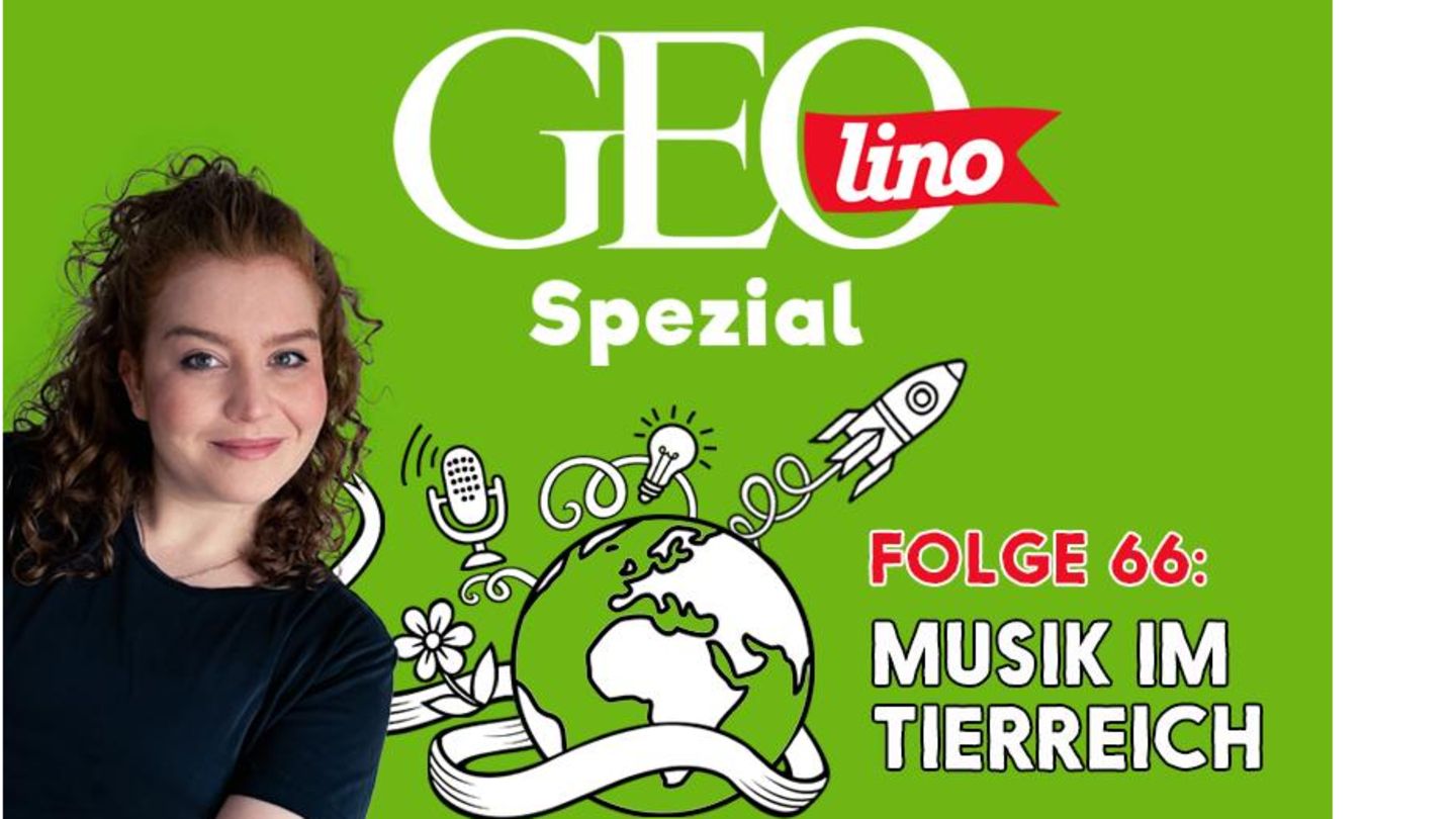 In Folge 66 unseres GEOlino-Podcasts geht es um Musik im Tierreich.
