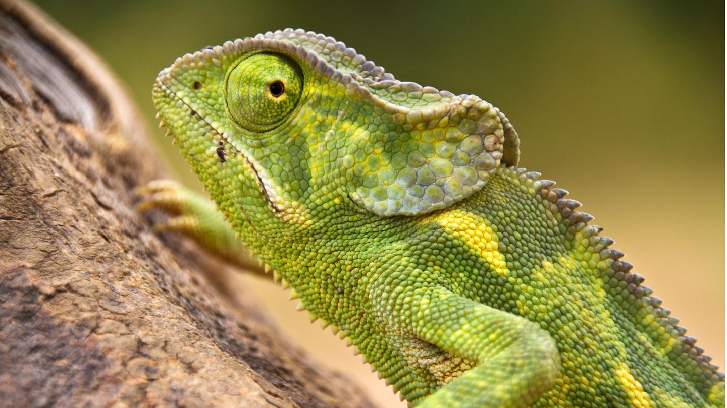 Lappenchamäleons sind nach dem Washingtoner Artentschutzabkommen meldepflichtig für Terrarienhalter und Händler