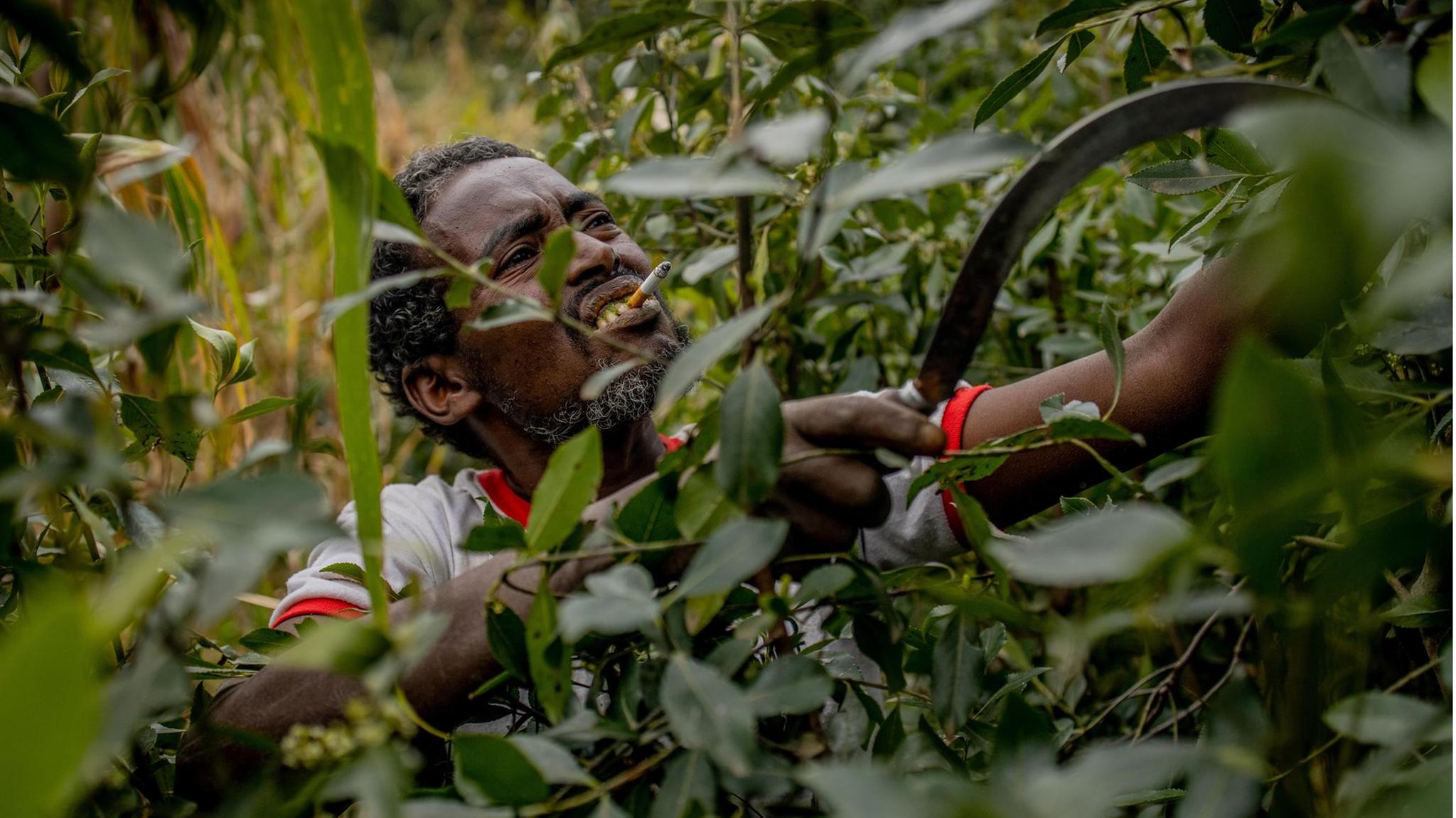 Der Khat-Bauer Mustafa Mume erntet die Blätter auf seiner Plantage in Äthiopiens Hochland und kaut die Droge dabei selbst: Zermalmt quillt sie zwischen seinen Zähnen hervor und ruiniert allmählich sein Zahnfleisch. Die Pflanze bringt ihm einen bescheidenen Reichtum, den er mit Mais oder Hirse nie erzielt hätte