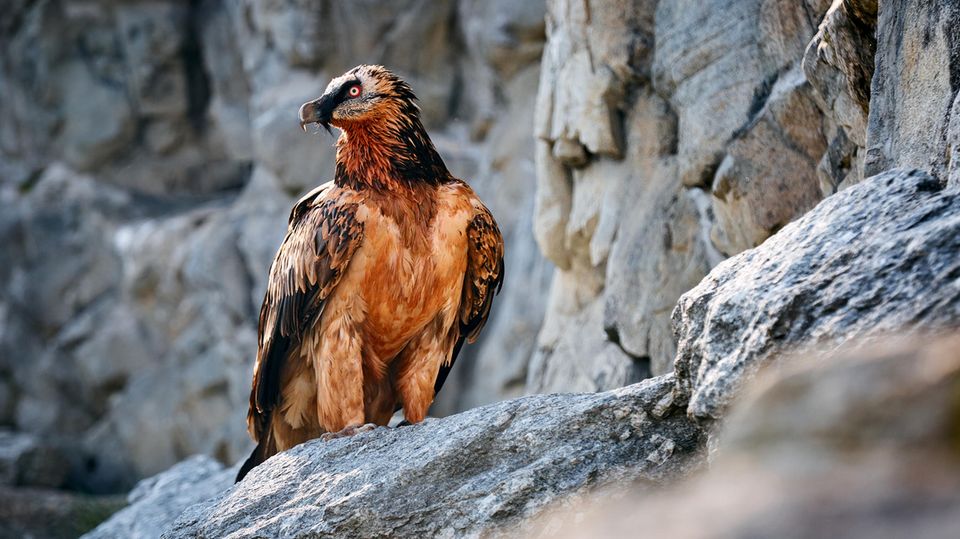 Bartgeier auf einem Felsen Bartgeier auf einem Felsen