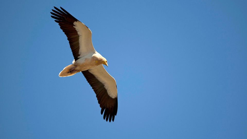 Schmutzgeier im Flug Schmutzgeier im Flug