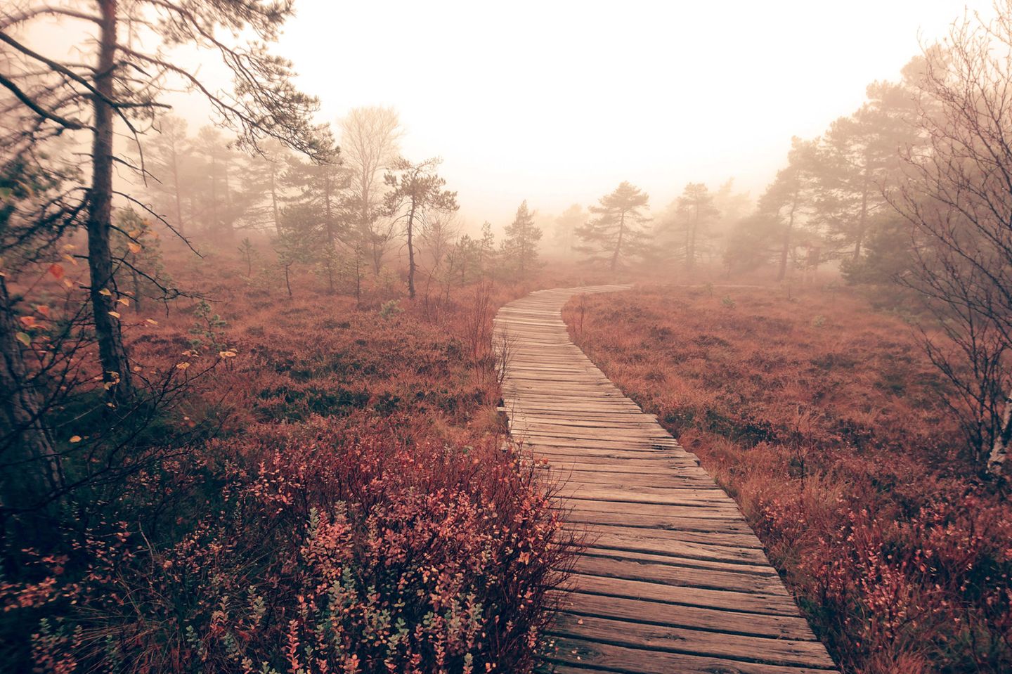 Schwarzes Moor Bohlenweg durch das Schwarze Moor in der Rhön im Herbst