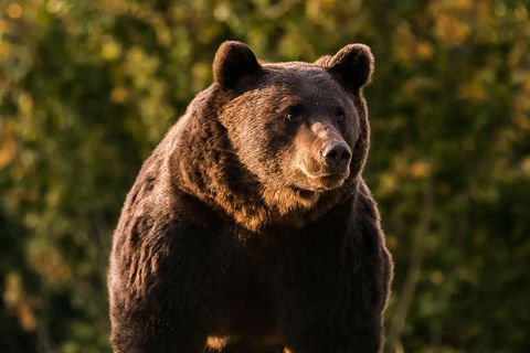 Der 17-jährige Braunbär Arthur war das vielleicht größte lebende Exemplar in Europa
