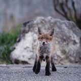06.05.2021  "Der kleine Frechdachs kam so nahe an mein Objektiv, dass ich beinahe die Brennweite ändern musste. Ich saß mitten auf der Straße, war weder getarnt noch versteckt. Ich verhielte mich ganz still, und atmete kaum."  Kamera: Sony Alpha 1, Objektiv Sony GM 70-200 2.8 Einstellungen f 2.8, 1/250, Iso 1600, 200 mm  Mehr Fotos von Katharina Stoll