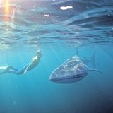 Taucher beobachtet Walhai in Wetsern Australia