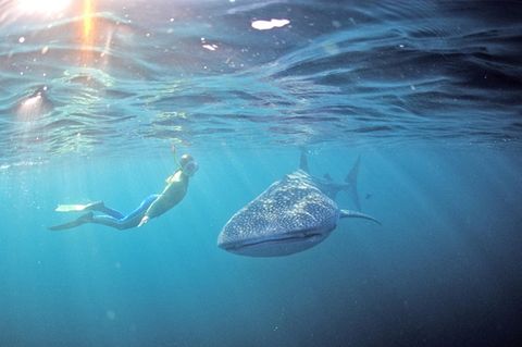Taucher beobachtet Walhai in Wetsern Australia