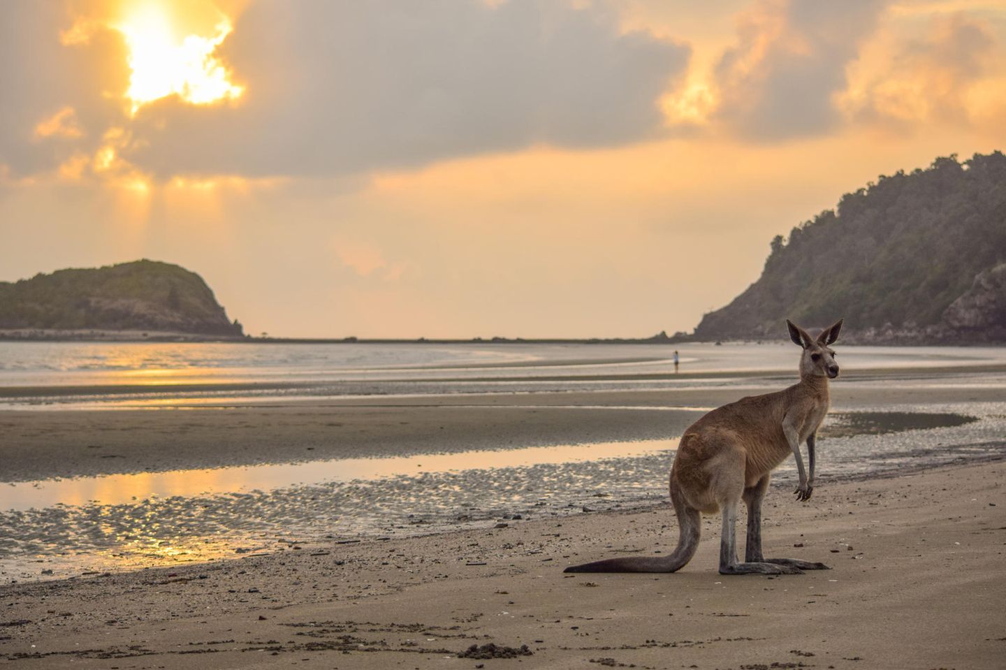 Känguru steht am Strand des Cape-Hillsborough-Nationalpark