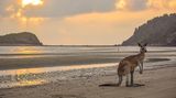 Känguru steht am Strand des Cape-Hillsborough-Nationalpark