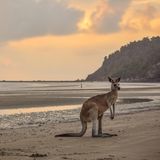Känguru steht am Strand des Cape-Hillsborough-Nationalpark