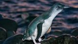 Zwergpinguine am Strand von Phillip Island