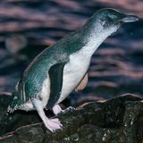 Zwergpinguine am Strand von Phillip Island