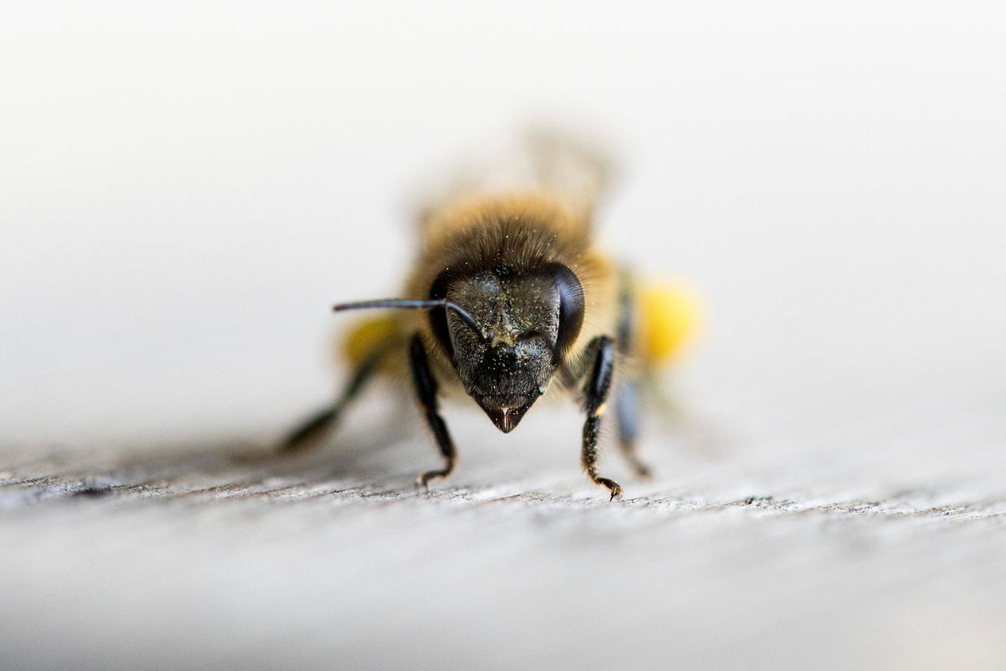 Nahaufnahme einer Honigbiene