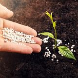 Hand, die eine junge Pflanze mit Dünger versorgt