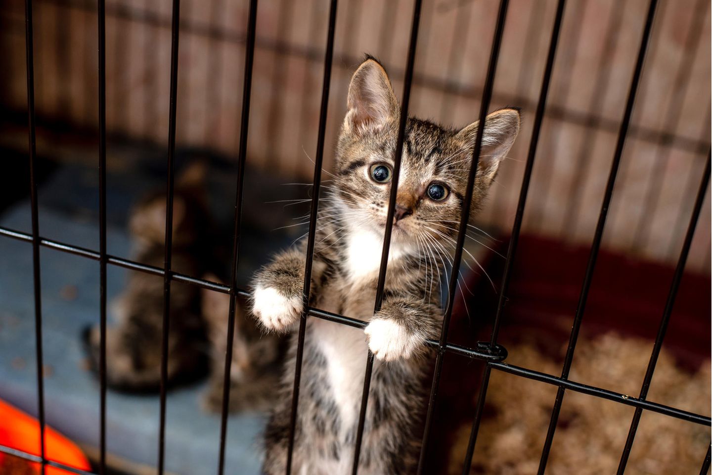 Katze im Käfig