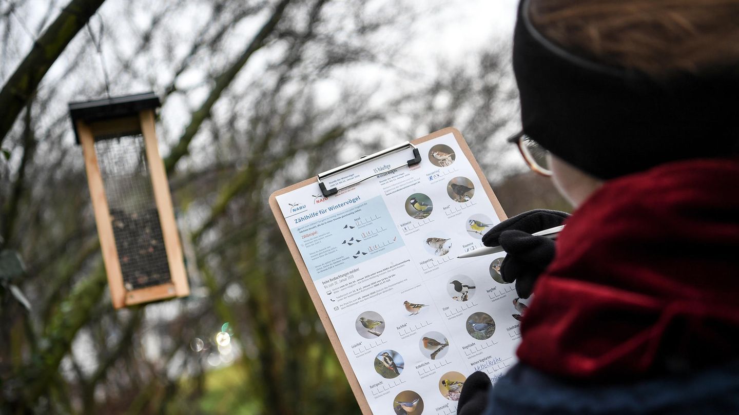 Eine junge Frau zählt bei der "Stunde der Wintervögel" des Naturschutzbunds Deutschland die Vögel an einer Futterstelle