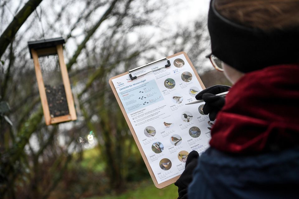Eine junge Frau zählt bei der "Stunde der Wintervögel" des Naturschutzbunds Deutschland die Vögel an einer Futterstelle