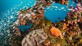 Fische im Great Barrier Reef