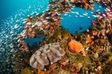 Fische im Great Barrier Reef