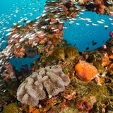 Fische im Great Barrier Reef