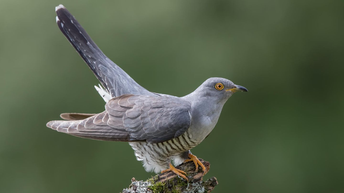 Kuckucke können sogar die Farbe ihrer Eier an die der Wirtsvögel anpassen - damit sie nicht auffallen