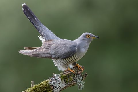 Kuckucke können sogar die Farbe ihrer Eier an die der Wirtsvögel anpassen - damit sie nicht auffallen
