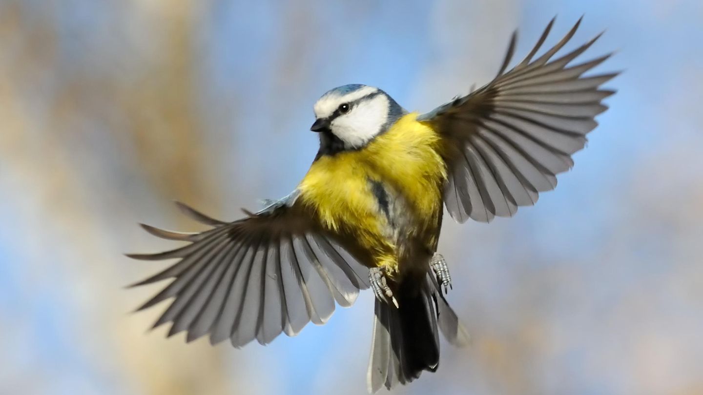 In diesem Jahr wird sich zeigen, ob die Blaumeisen ihre Bestandsverluste wettmachen konnten