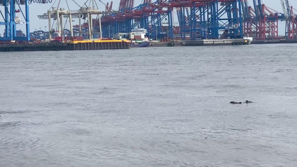 Mit Video: Immer weniger Schweinswale im Hamburger Hafen Mit Video: Immer weniger Schweinswale im Hamburger Hafen