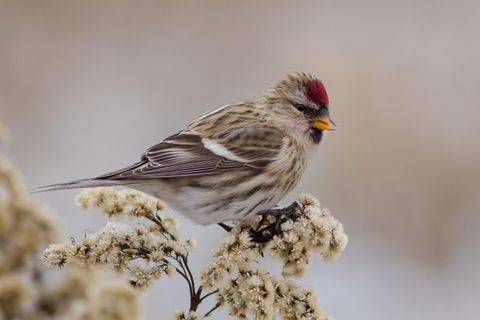 Bilderquiz: Experten-Quiz: Erkennen Sie diese heimischen Vögel?