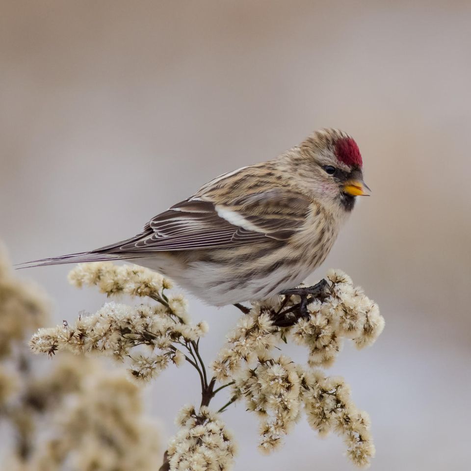 Bilderquiz: Experten-Quiz: Erkennen Sie diese heimischen Vögel?