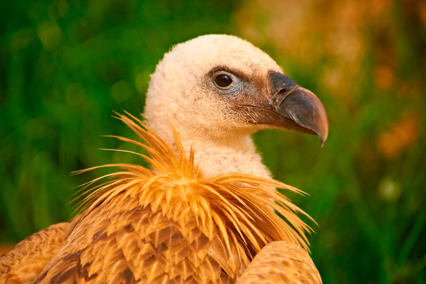 Heimischer Gänsegeier (Gyps fulvus) auf Cres