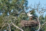 Le Teich: Besuch im Vogelpark