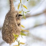 12.05.2021      "Durch Zufall konnte ich letztes Wochenende ein Beutelmeisenpäärchen während des Nestbaus entdecken. Ich war völlig fasziniert und konnte mein Glück kaum fassen. Mehrere Stunden beobachtete ich die beiden, wie sie immer wieder zum Nest zurück kamen, um dieses weiter auszubauen."      Kamera: EOS R5 Canon 600mm 4.0  Mehr Fotos von Anne Lindner