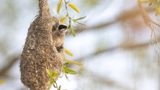 12.05.2021      "Durch Zufall konnte ich letztes Wochenende ein Beutelmeisenpäärchen während des Nestbaus entdecken. Ich war völlig fasziniert und konnte mein Glück kaum fassen. Mehrere Stunden beobachtete ich die beiden, wie sie immer wieder zum Nest zurück kamen, um dieses weiter auszubauen."      Kamera: EOS R5 Canon 600mm 4.0  Mehr Fotos von Anne Lindner