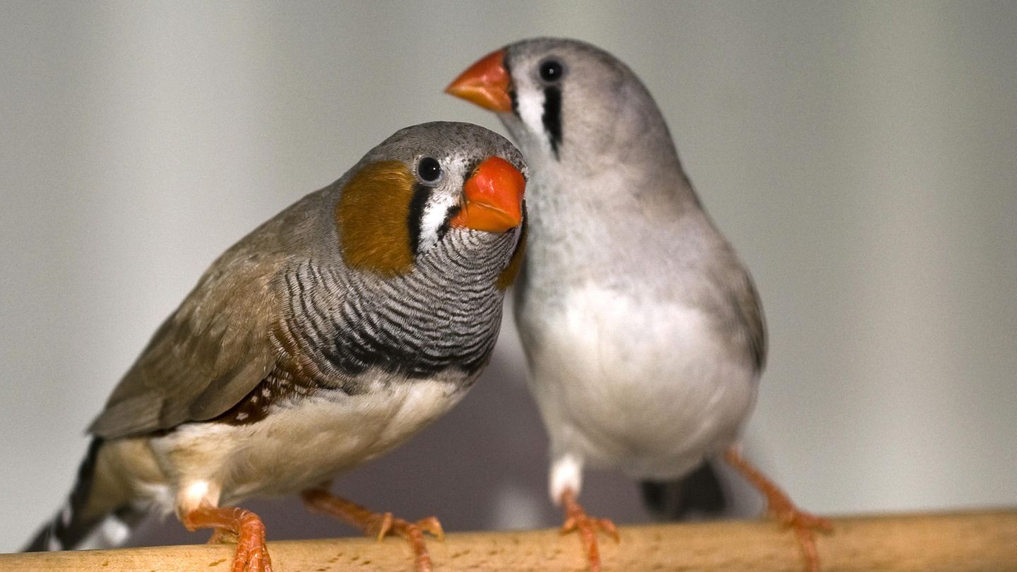 Im Rahmen einer Studie an männlichen Zebrafinken-Küken hat ein Forschungsteam des Max-Planck-Instituts für Ornithologie in Seewiesen bei Starnberg festgestellt, dass ständiger Verkehrslärm Jungvögel beim Erlernen ihres Gesangs stört und ihr Immunsystem hemmt