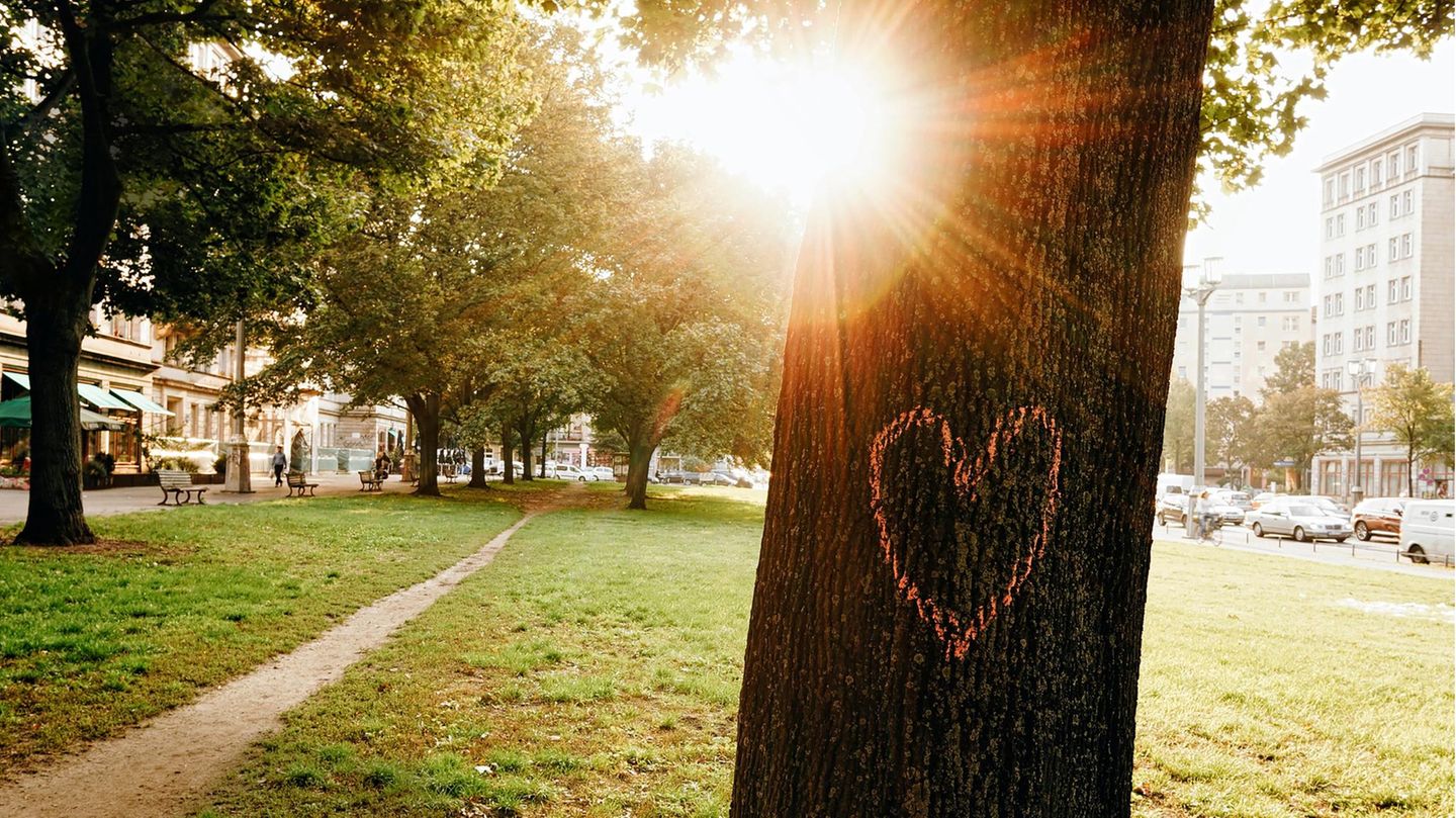Ob auf Grünstreifen, in kleinen Parks oder entlang asphaltierter Straßen: Wo immer Bäume das Stadtbild prägen, verbessern sie Luft und Klima messbar