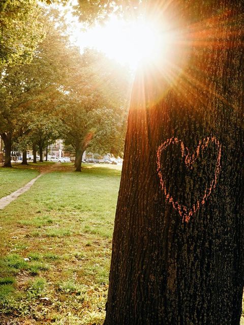 Ob auf Grünstreifen, in kleinen Parks oder entlang asphaltierter Straßen: Wo immer Bäume das Stadtbild prägen, verbessern sie Luft und Klima messbar