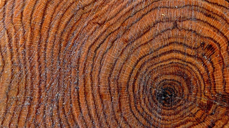 Roteiche: Die Jahresringe markieren die verschiedenen Wachstumsphasen