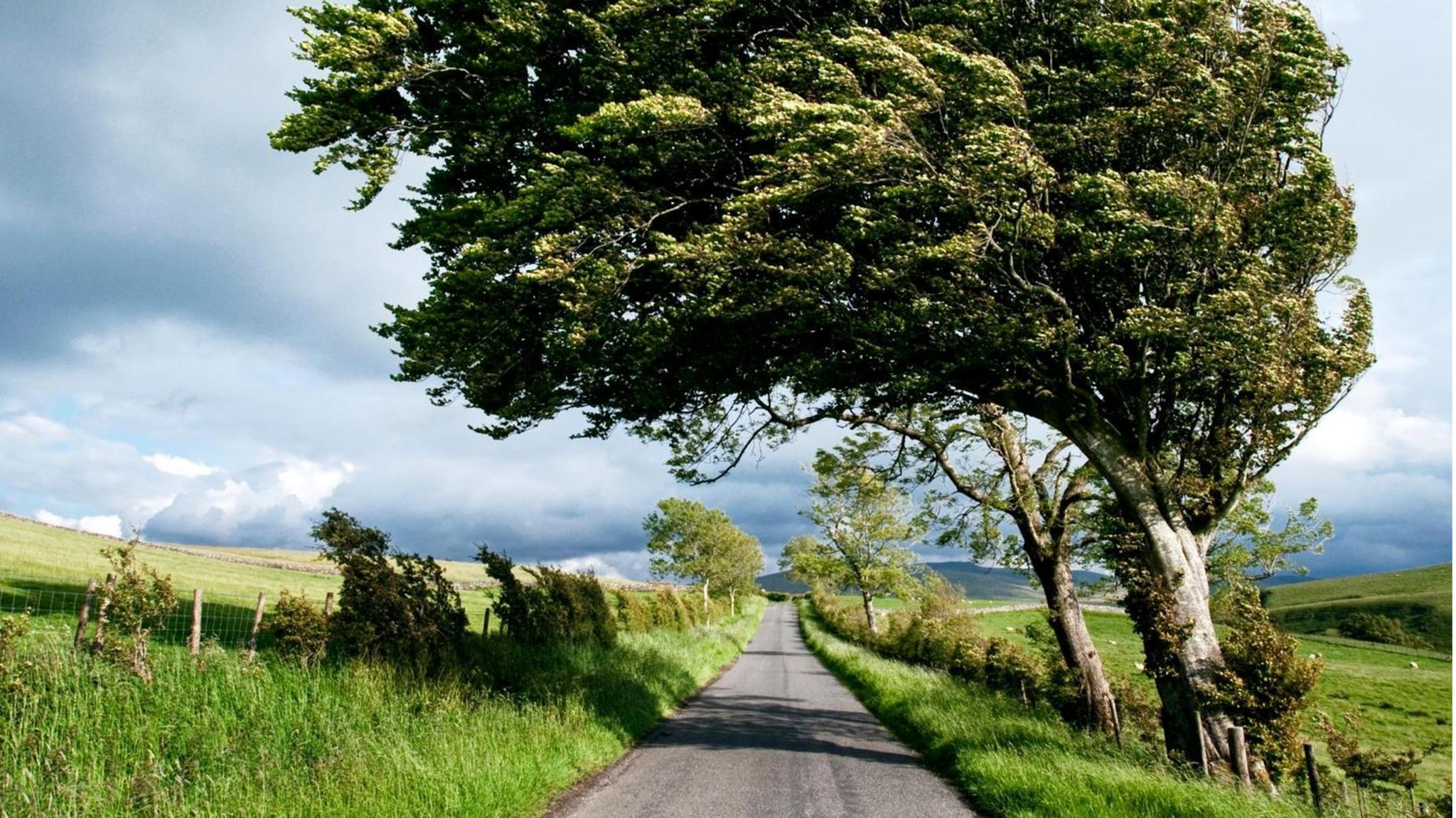 Witterung: Wo Kräfte wirken, hält ein Baum dagegen und bildet umso festere Holzzellen