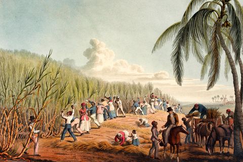 Der Verkauf von Zucker macht die Kolonialherren der Karibik reich. Doch die mühsame Arbeit auf den Plantagen leisten aus ihrer Heimat verschleppte Afrikaner